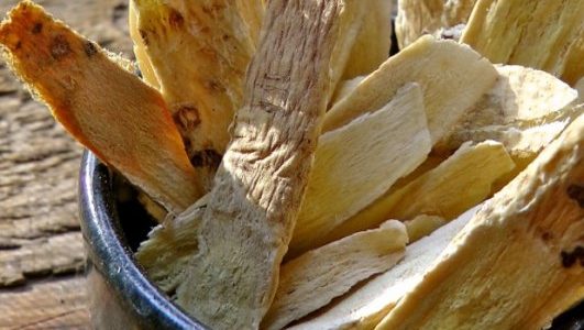 Astragalus